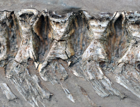 Fossil i marleik.